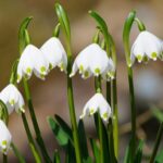 Geführte Wanderung des Seniorenbeirates: Es geht zu den Quellflüssen der Thulba und zu den Märzenbechern