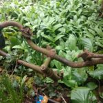 Schrotträder-Aktion am Hauptbahnhof: Herrenlose Zweiräder werden mit Banderolen markiert