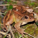 Der Springfrosch mag den Marktheidenfelder Stadtwald: Städtischer Umweltbeauftragter Torsten Ruf freut sich über das Melden von Sichtungen