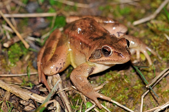 Der Springfrosch mag den Marktheidenfelder Stadtwald: Städtischer Umweltbeauftragter Torsten Ruf freut sich über das Melden von Sichtungen
