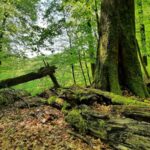 Internationaler Tag des Waldes am 21. März: Alte Buchenwälder im Steigerwald schützen