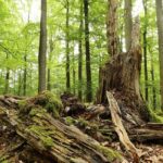 Mosaik vieler Lebensräume: Aus dem Jahresprogramm des Naturparks Steigerwald