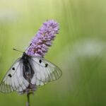 Wandern für den Artenschutz: Citizen Science Projekt zum Schutz des Schwarzen Apollo geht in die zweite Runde