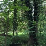Kostenlose Gästeführung „Exkursion Baumlehrpfad am Sennfelder See“ in Sennfeld