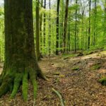 Zum Tag des Baumes am 25.April: Die Welt der alten Buchen im Steigerwald