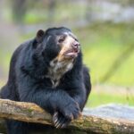 Abschied und neue Perspektiven: BrillenbärinCashu verlässt die Wilhelma in Stuttgart Richtung Italien