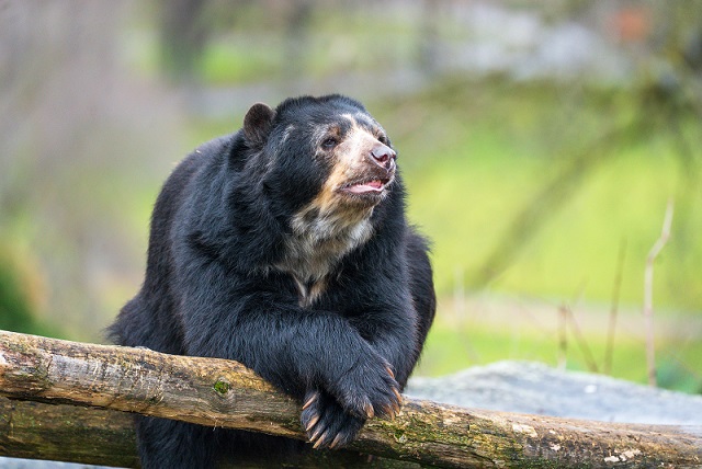 Abschied und neue Perspektiven: BrillenbärinCashu verlässt die Wilhelma in Stuttgart Richtung Italien