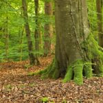 55 Jahre Naturpark Steigerwald: Jubiläumswanderung nördlich von Ebrach am 18. April