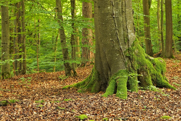 55 Jahre Naturpark Steigerwald: Jubiläumswanderung nördlich von Ebrach am 18. April