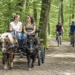 Kutsche mit Ponys im Wald verunglückt: Die Tiere scheuten, als zwei Mountainbiker vorbei fuhren