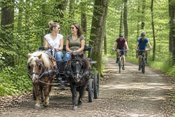 Kutsche mit Ponys im Wald verunglückt: Die Tiere scheuten, als zwei Mountainbiker vorbei fuhren