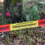 Hurra, hurra, der Eichenprozessionsspinner ist wieder da: Stadt trifft Vorkehrungen zum Schutz gegen gesundheitsgefährdende Raupen