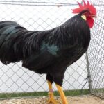 Treffen im Kreisverband der Rassegeflügelzüchter: Geflügelzuchtvereine erleben zahlreiche Baustellen