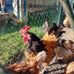 Unbekannter entsorgt illegal 20 tote Hühner am Waldrand und auf dem Grünabfallplatz: Wer kann Hinweise geben?