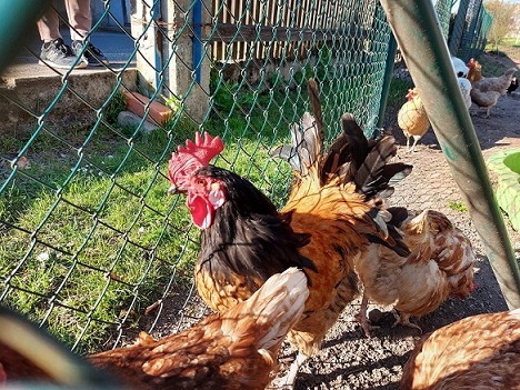 Unbekannter entsorgt illegal 20 tote Hühner am Waldrand und auf dem Grünabfallplatz: Wer kann Hinweise geben?
