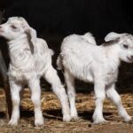 Weiterer Nachwuchs auf dem Asiatischen Schaubauernhof: Zuwachs bei den Kaschmirziegen in der Wilhelma
