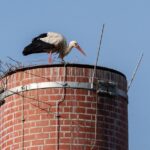 „Was zwitschert denn da?“: Faszinierende Vogelstimmen unserer Heimat