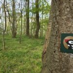 Fahr mal hin und lauf mal rum: Der Walderlebnisweg in der Wiesentheider Erholungsoase