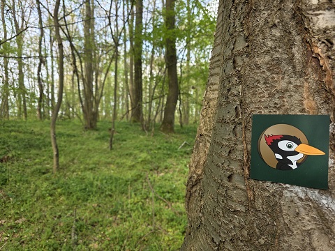 Fahr mal hin und lauf mal rum: Der Walderlebnisweg in der Wiesentheider Erholungsoase