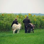 Tierische Vergnügen: Eselwanderungen im Landkreis Neumarkt in der Oberpfalz