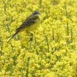 VGL Gochsheim holt Experten zum Thema „Vogelschlag an Glas im heimischen Umfeld“