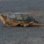 Schnappschildkröte wird auf dem Fahrradweg bei Sommerhausen gefunden – die Polizei sucht nach dem Besitzer