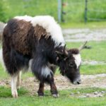 Zotteliger Neuzugang in der Wilhelma: Weibliches Yak zieht im Asiatischen Dorf im Zoologisch-Botanischen Garten Stuttgart ein