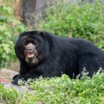 Zoologisch-Botanischer Garten Stuttgart engagiert sich für die Nachzucht: Brillenbär José ist in der Wilhelma eingezogen