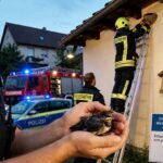 Ungewöhnlicher Einsatz: Polizei und Feuerwehr retten ein aus dem Nest gefallenes Schwalbenjunges