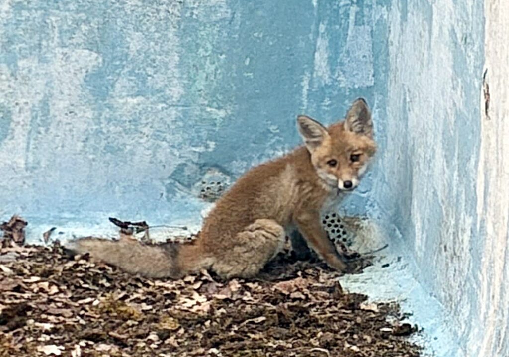 Die Würzburger Feuerwehr rettete einen jungen Fuchs aus einem leeren Pool – und die Tierfamilie wartete bereits im Gebüsch