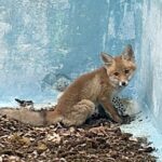 Die Würzburger Feuerwehr rettete einen jungen Fuchs aus einem leeren Pool – und die Tierfamilie wartete bereits im Gebüsch