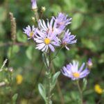 Tipps für die Gartensaison von Kreisfachberaterin Brigitte Goss: So kann man Wasser sinnvoll einsparen bei Hitze und Trockenheit