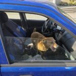Spitze Zungen: Der bei großer Hitze bellende Hund zum Feierabendbier