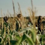 Abenteuerliche Entdeckungstouren: Das Schweinfurter Maislabyrinth als ganz besondere Freizeitaktivität