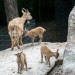 Nachwuchs bei den Markhoren in der Wilhelma: Drei junge Kletterkünstler auf der Gebirgsanlage