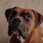 Wer macht denn sowas? Unbekannter Mann entwendet einen vor einem Lidl-Supermarkt angebundenen Hund
