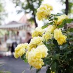 Traditionsreiche Rosenmesse erhält neuen Namen: „Königsberger Rosentage“ laden erstmals unter neuer Organisation zum blühenden Erlebnis rund um die Burg ein