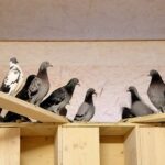 Stadttaubenprojekt Holubka in Schweinfurt: Pro Animale zieht großartige Bilanz nach 4 Jahren: Durch den Tausch von bisher 7.000 Eiern wurde tausendfaches Tierleid verhindert