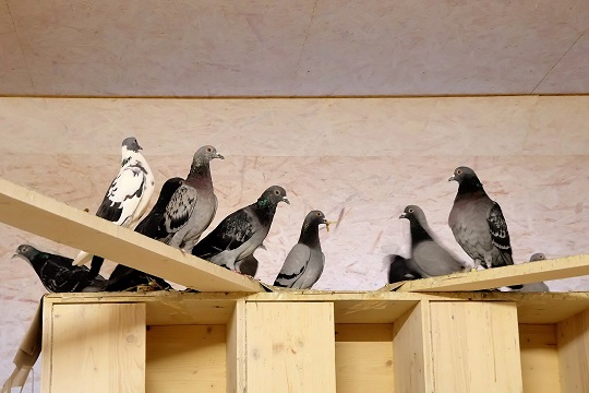 Stadttaubenprojekt Holubka in Schweinfurt: Pro Animale zieht großartige Bilanz nach 4 Jahren: Durch den Tausch von bisher 7.000 Eiern wurde tausendfaches Tierleid verhindert