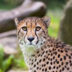Ferien voller Entdeckungen in der Wilhelma: Buchungsstart für Sommerferienprogramm im Zoologisch-Botanischen Garten Stuttgart