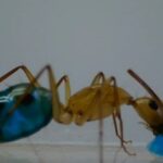 Interessante Informationen am Alexander-von-Humboldt-Gymnasium: Ameisen sind kleine Tiere, bewirken aber große Wunder