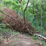 Gefahr auf Waldwegen im Stadtwald: Marktheidenfelder Stadtverwaltung rät von Spaziergängen und Wanderungen ab