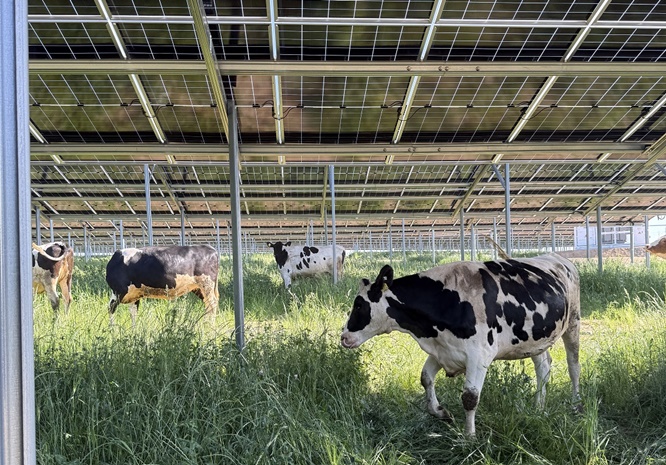 Doppelte Ernte in Hainert: Die erste Agri-PV-Anlage Unterfrankens geht an´s Netz
