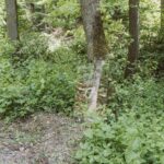 „Kraftort Wald – gesundes Wald(er)leben“: Tipps für den Juli im Steigerwald-Zentrum in Handthal