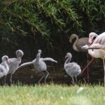 Nachwuchs bei den Rosaflamingos in der Wilhelma: Vier kleine Stelzvögel auf ihren ersten Schritten