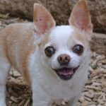 Die Polizei sucht Zeugen, nachdem ein Chihuahua in Volkach von einem Unbekannten getreten wurde