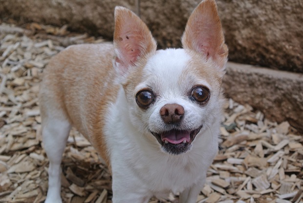 Die Polizei sucht Zeugen, nachdem ein Chihuahua in Volkach von einem Unbekannten getreten wurde