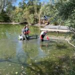 Ab in den Main: Aus dem Hohenfelder See wurden alle Fische vor zu viel Hitze und Sauerstoffmangel gerettet