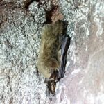 Über 70 Fledermaus-Exemplare gezählt: Marktheidenfelds Umweltbeauftragter Torsten Ruf freut sich über den Bestand in den Marktheidenfelder Felsenkellern