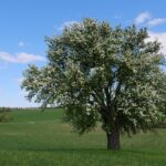Jetzt mitmachen: Alte Birnenbäume melden und damit seltene Sorten im Landkreis Schweinfurt erhalten